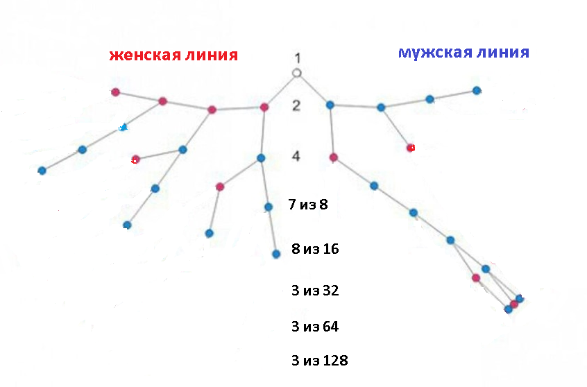 Линия женского рода 5