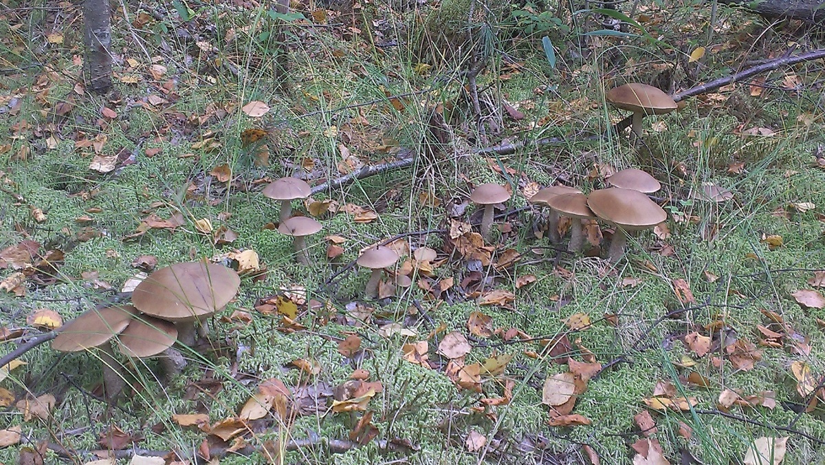 Подберезовики не собирали. 