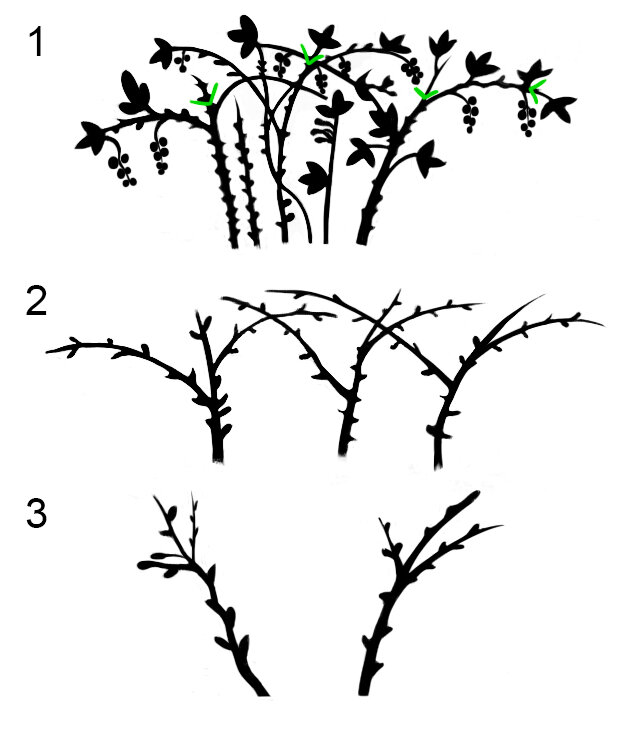 Обрезка малины осенью картинки. Прищипывание малины весной. Обрезка ремонтантной малины схема. Обрезка малины Гусар весной схема подрезки. Пасынки у малины.