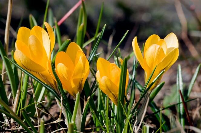 Крокусы, крокус в саду