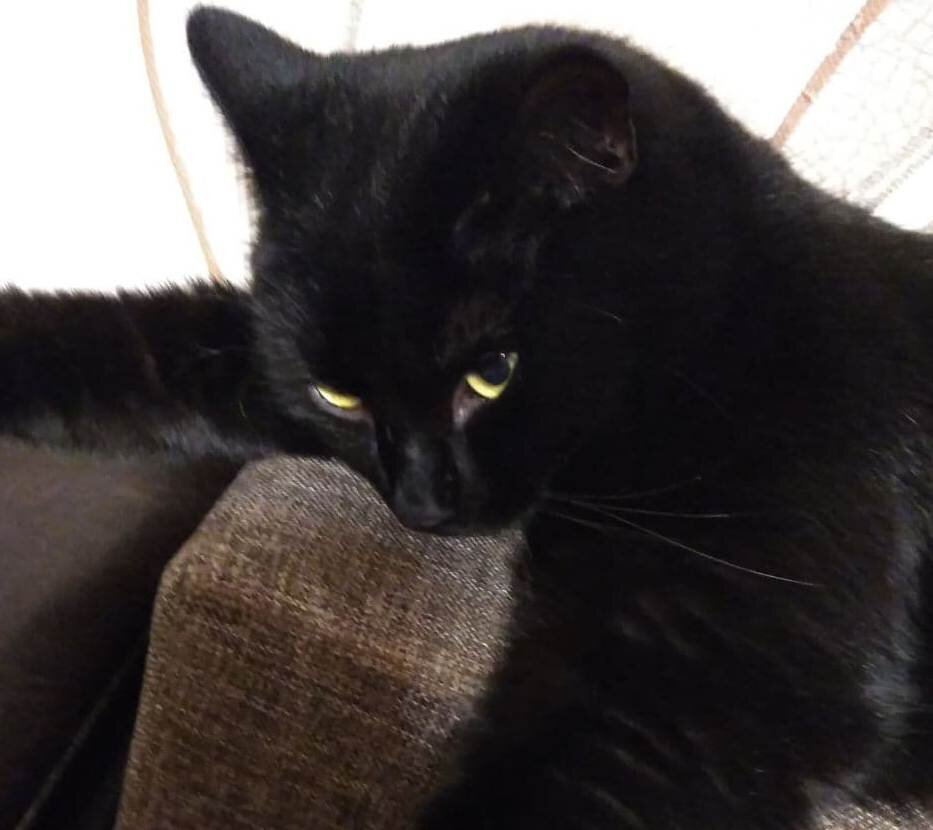 Это Кусик. Хозяин дома. 