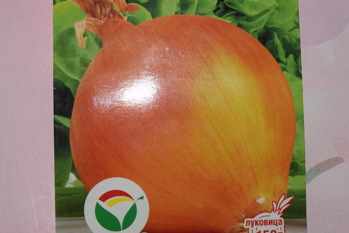 лук(фото автора)