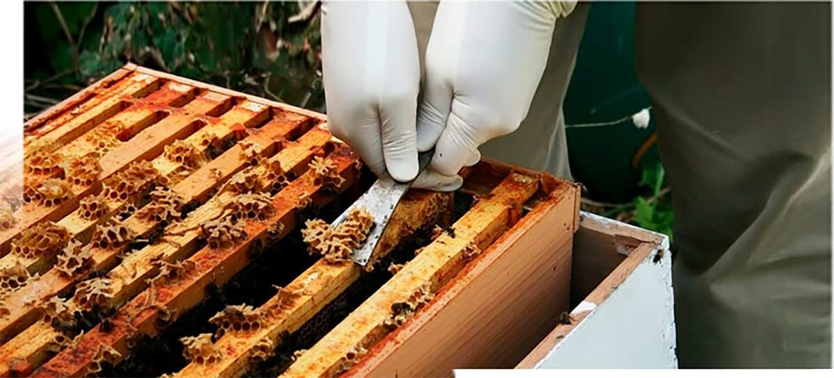 прополис в улье...