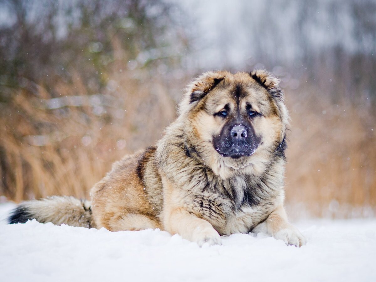 5 особенностей кавказских овчарок, о которых вы наверняка не знали |  Dudusik Dog | Дзен