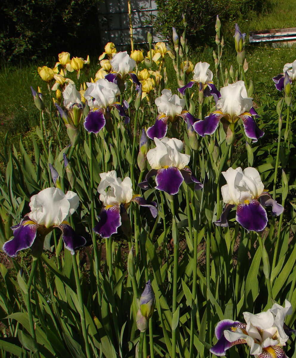 На переднем плане - "Wabash"