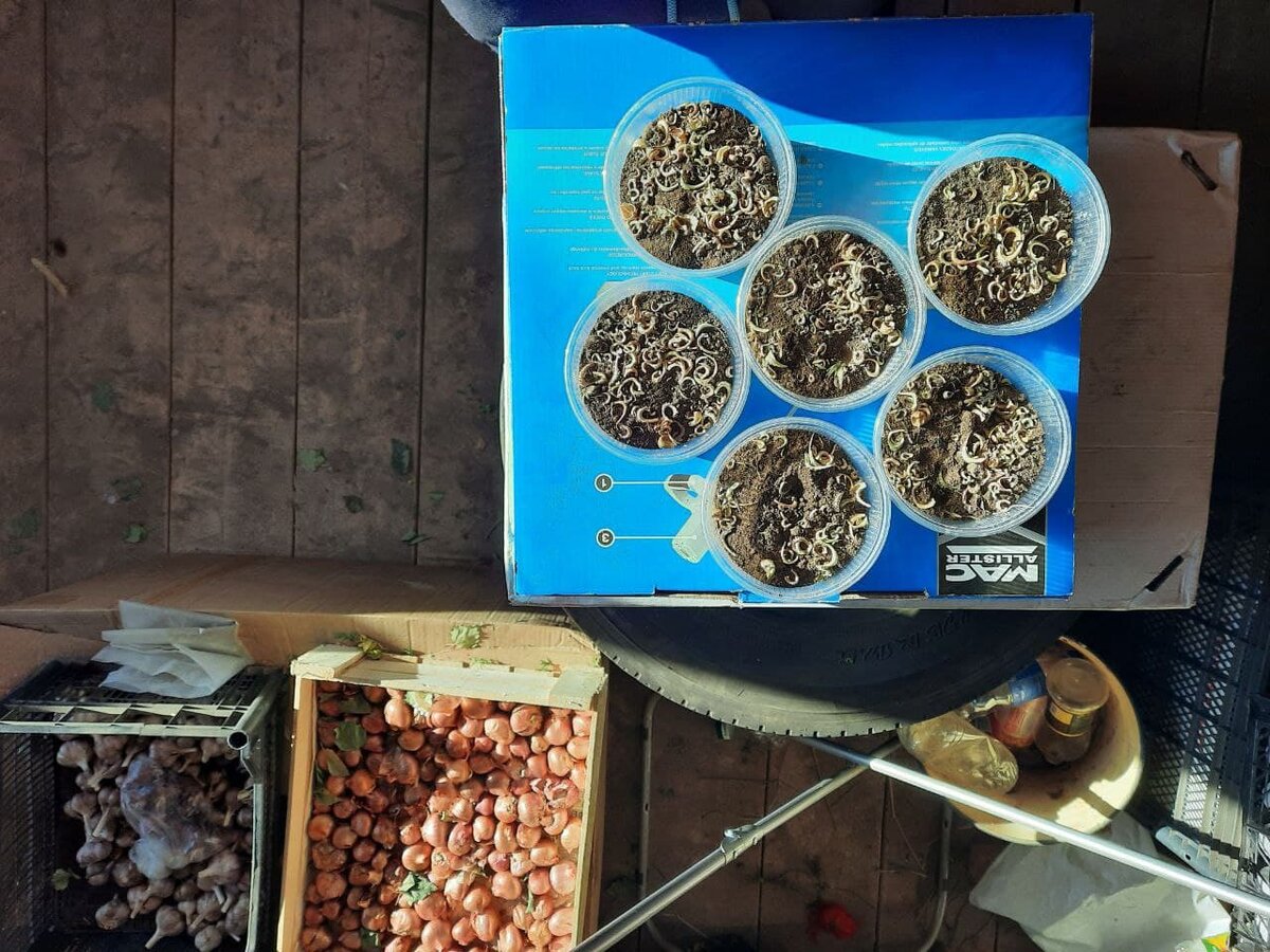 как начала, первая партия