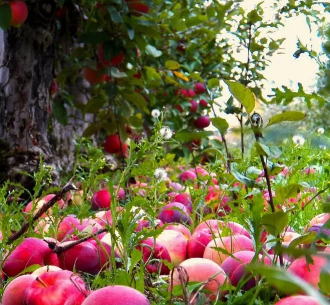 В саду 96 яблонь