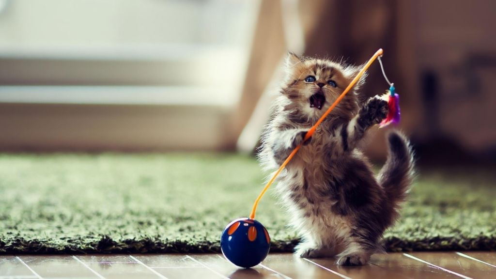 Фотография с сайта https://kotsobaka.com/