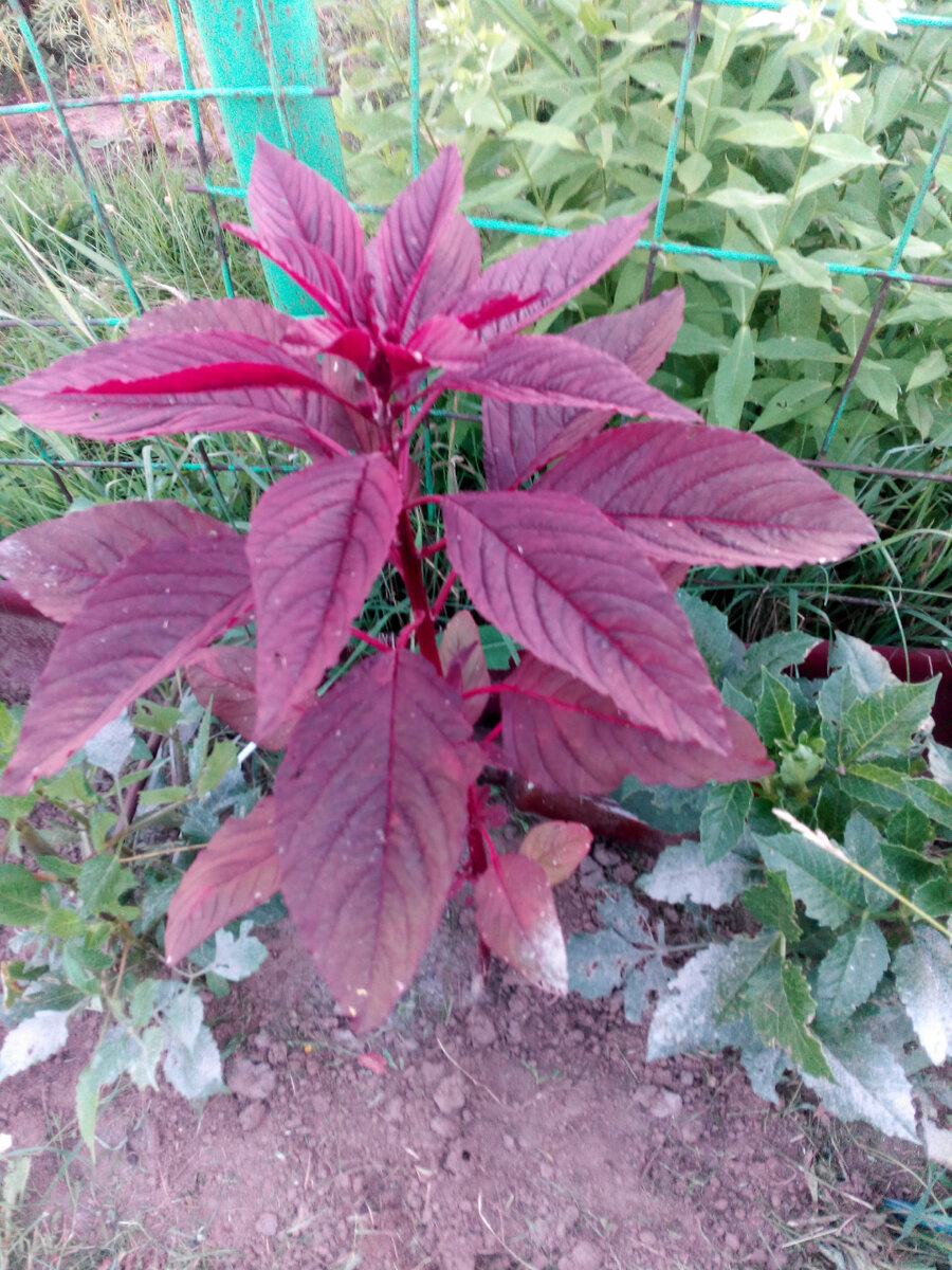 фото автора в июле 2021 г: амарант, высаженный между георгинами 