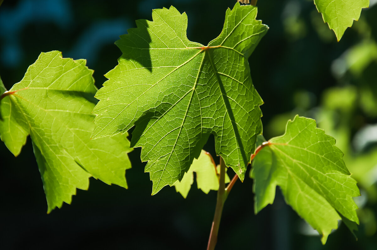 Фото автора канала "Виноградник"