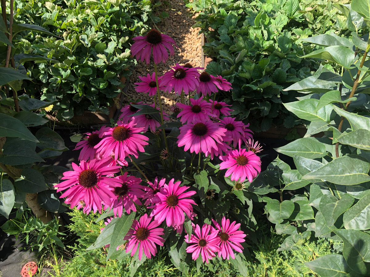 Эхинацея 50см