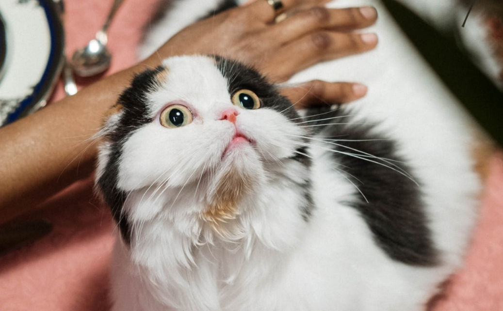 Котэ слегка удивлен