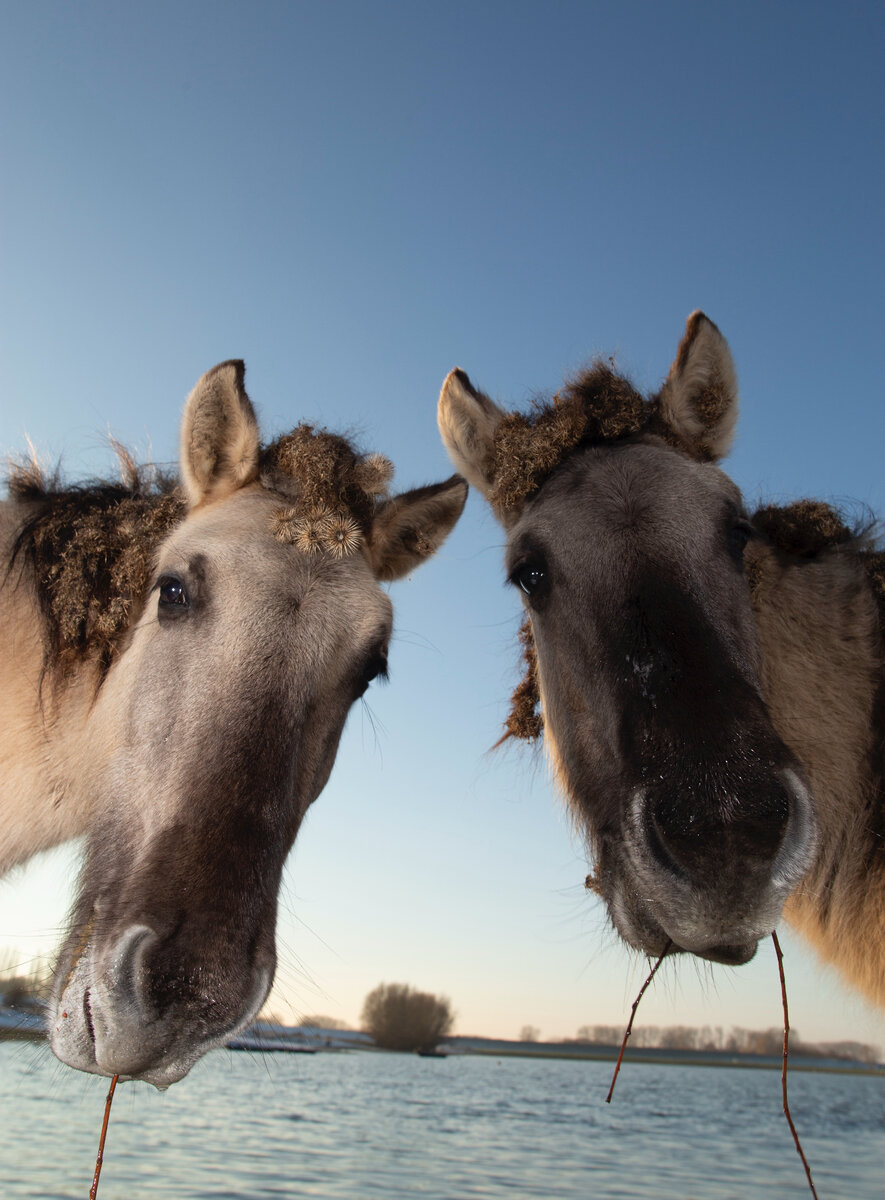 © Edwin Smits / The Comedy Wildlife Photo Awards