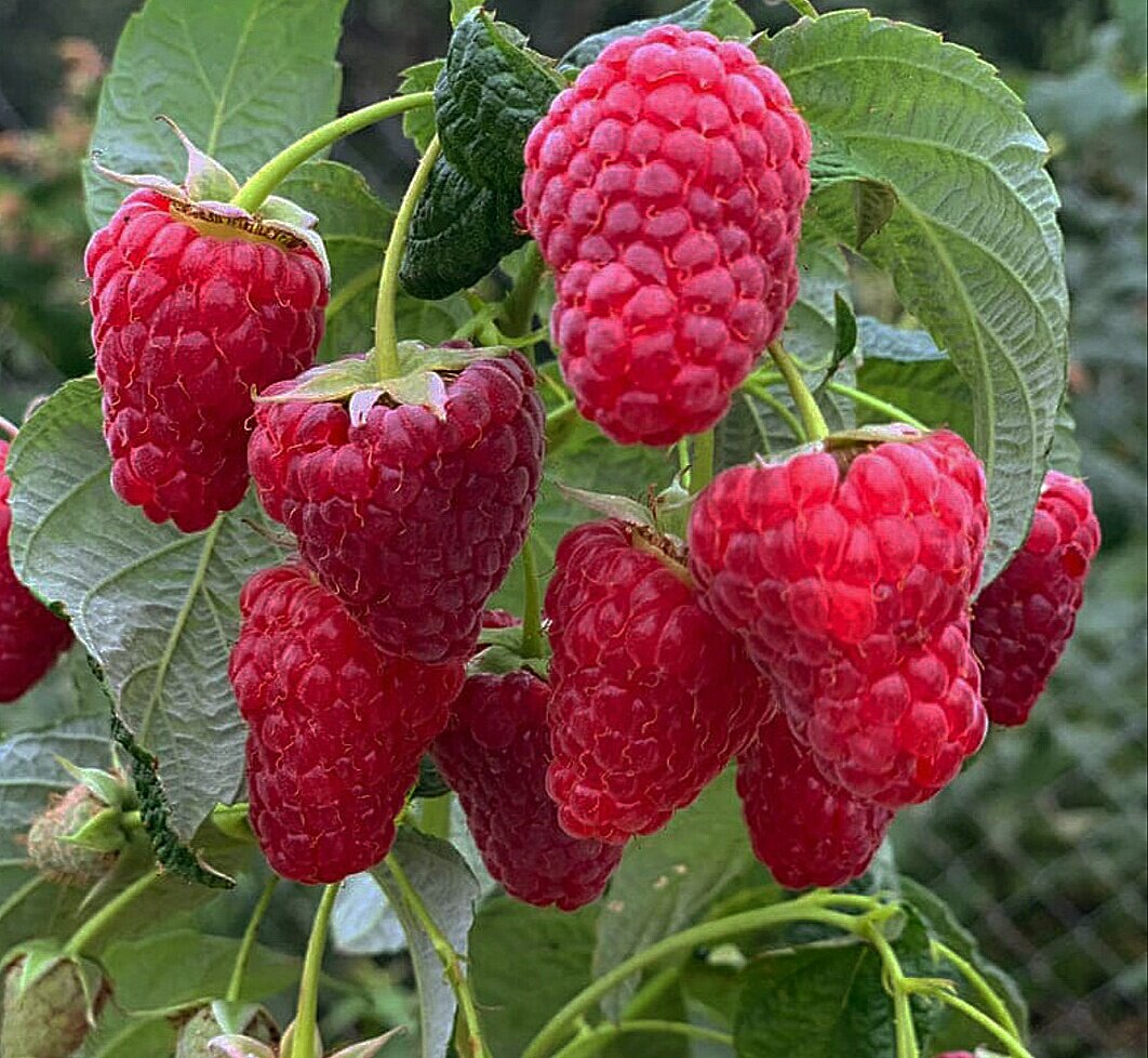 Если осень долгая и тёплая, ремотантная малина успевает у меня  вызреть и на побегах текущего года