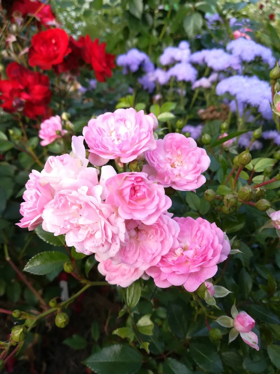 The Fairy (полиантовая)