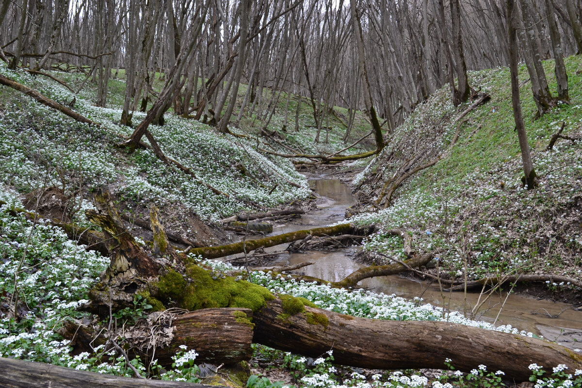 русский лес ставрополь