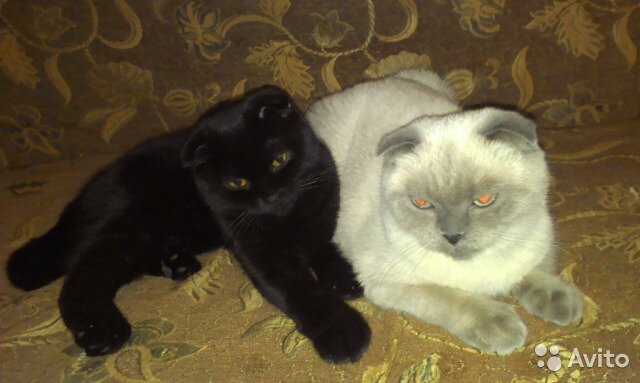 Это родители нашего уже кота, которого мы купили через сайт "Avito.ru"