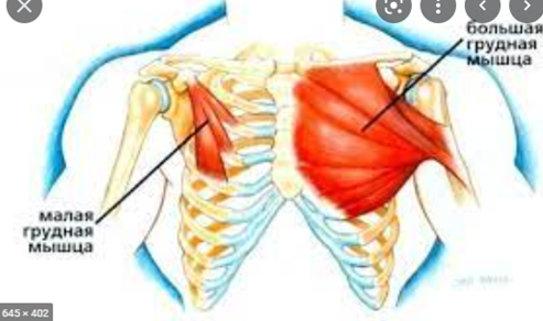 малая грудная мышца (рис 2)