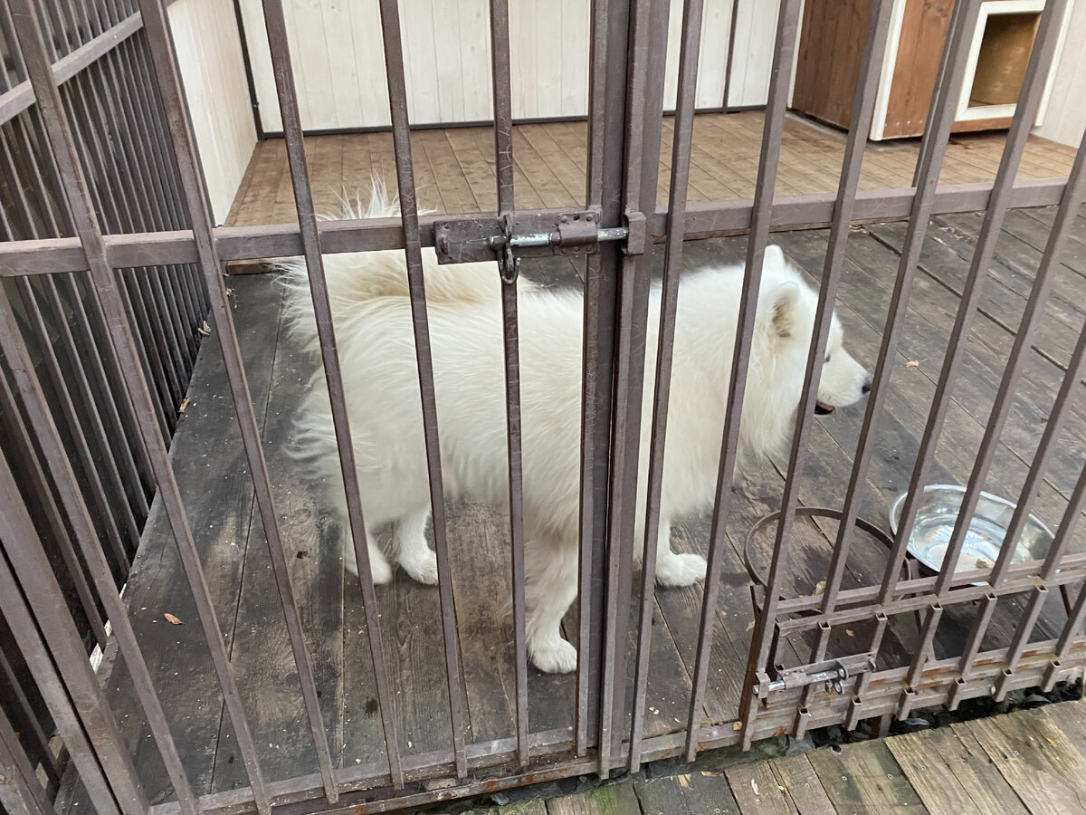 Фото собаки в вольере.