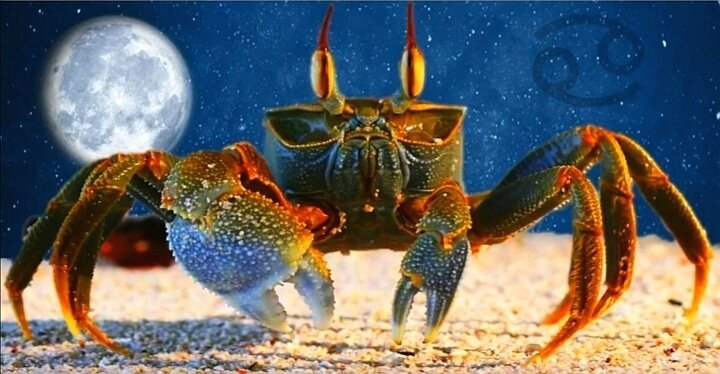 Раки в Полнолуние...