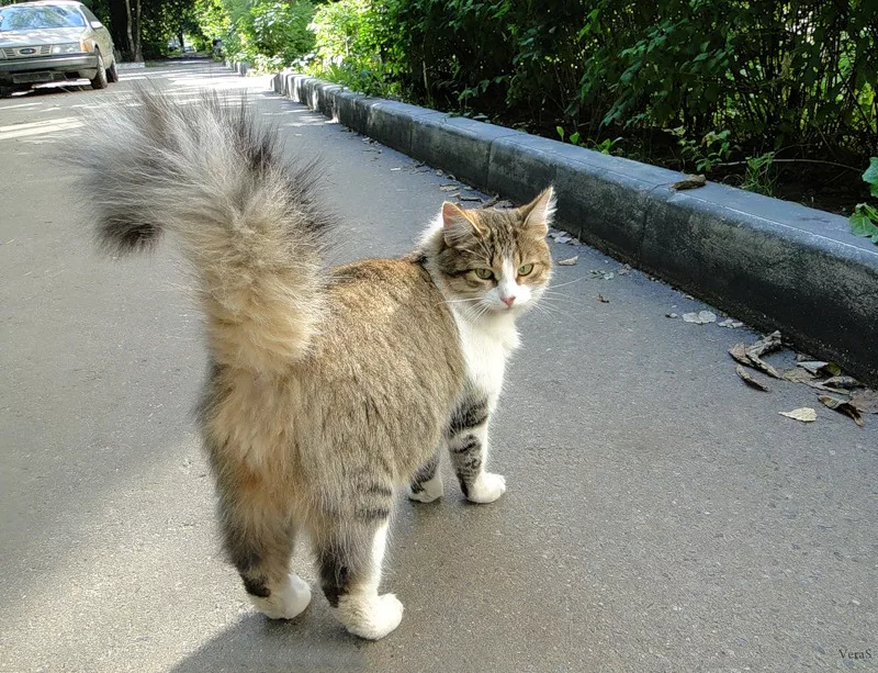 Кошка ездит. Кошка на улице. Кот гуляет. Кот с поднятым хвостом. Коты гуляют.