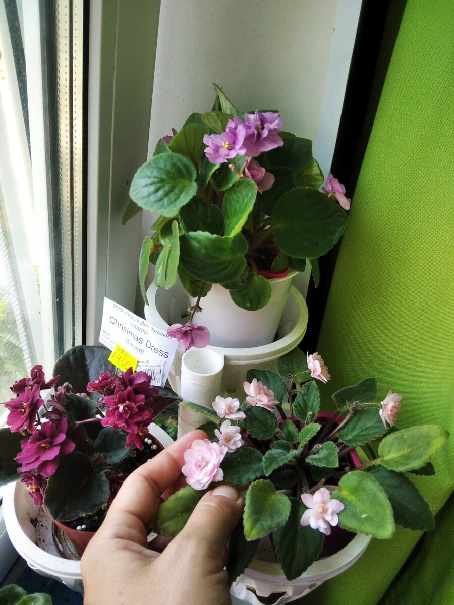 Над нею "23-Река Енисей", а рядом цветущая "Литуаника". 