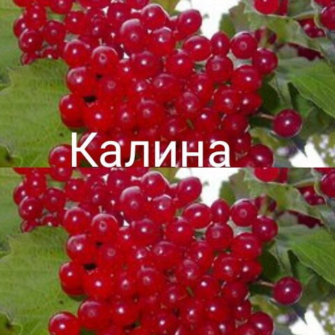 Куда посадить калину. Кустарник калина бульденеж. Калина бульденеж куст. Калина бульденеж. Калина обыкновенная viburnum opulus.