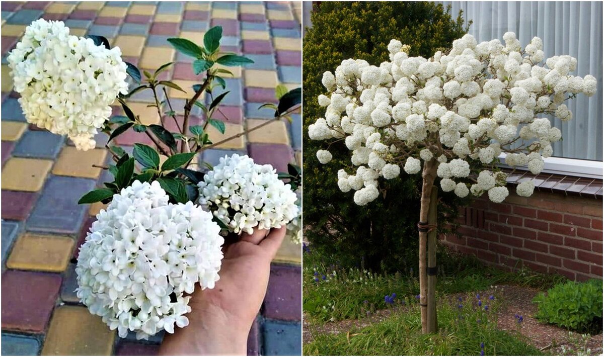 Калина душистая эскимо