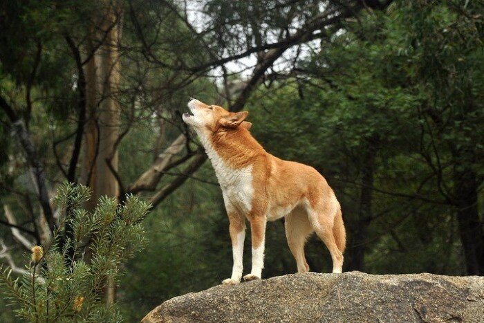 Фото: vashipitomcy.ru