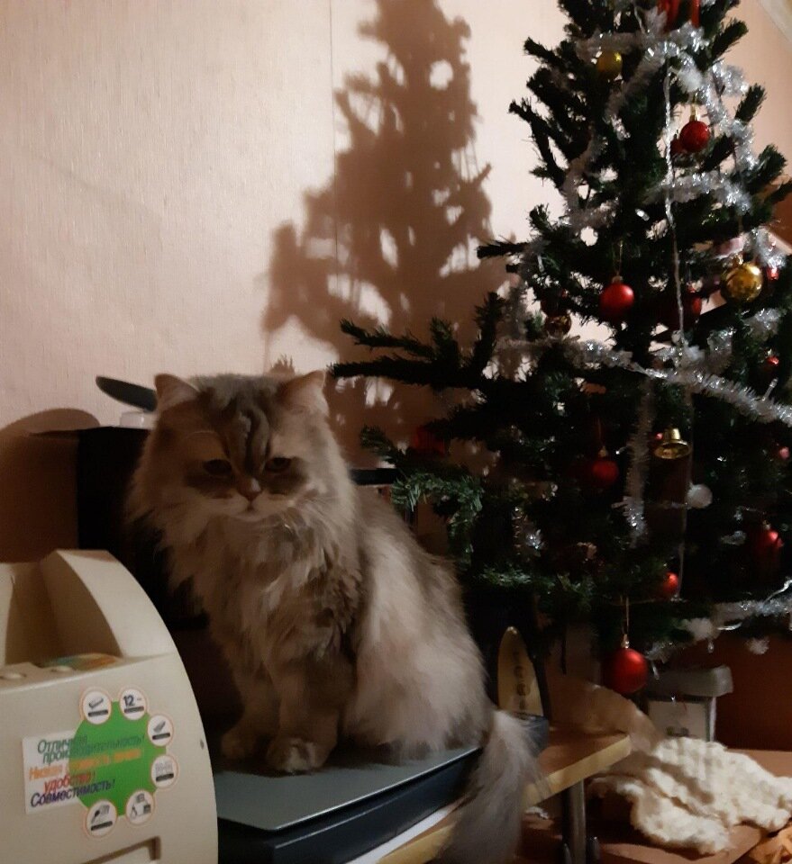 Пристроенная кошка Зина