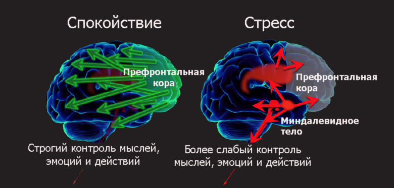  
 В нормальном состоянии префронтальная кора свободно осуществляет высокоуровневое мышление. При стрессе выделяется большое количество нейромедиаторов, которые активируют сети, связанные с миндалевидным телом (эмоции), блокируя префронтальную кору 
 
 Миша отличный программист. Для него сложная задача — как личный вызов. Он затихает, молча бродит с отсутствующим взглядом несколько дней… Пока его не прорвёт. Тут словно огонь загорается в глазах, парень светится как маньяк, и даже влюблённая девушка не вытянет его из кода поздним вечером. Реально гений. 
 
 Но есть проблема. Мишу трудно понять. Видно, что в голове куча мыслей и абстрактных концепций. Но выразить словами толком не получается. Все предложения словно кубики из разных конструкторов, которые никак не скрепляются в единое целое. 
 
 И самое главное. Миша прекрасно знает, что он, мягко говоря, не великий оратор. И как только его просят высказаться в незнакомой компании или на собрании с начальством, то сразу начинает волноваться — и ситуация становится ещё хуже. Мысли путаются, он пытается подобрать слова… но его опять никто не понимает, кроме друзей. И парень волнуется ещё больше, краснеет, и кажется, уже сейчас заплачет, но просто машет рукой и садится в раздражении. 
 
 У людей есть реальные физиологические и психологические особенности, которые трудно исправить. И не нужно. Зачем ломать физиологию и психологию человека, если мы говорим о чертах личности. Тренировать интроверта выступать перед публикой — это как учить «сову» вставать в 5 утра. Конечно можно, но путём жёсткого вмешательства и переделки психики. Прямой путь к выгоранию и антидепрессантам. Стоит ли оно того? 
 
 Некоторые разработчики не способны связать слова в устной речи, но при этом остаются высочайшими профессионалами.  
 
 Другие пишут с ошибками.  
 
 Третьи подолгу обдумывают слова, а на собесе надо реагировать быстро. С первого взгляда такой человек может показаться слегка «заторможенным», хотя в реальности у него IQ 180. Слишком мощный интеллект и огромное количество усвоенных абстракций мешают сообразительности, не дают быстро реагировать на слова и чётко отвечать на любые вопросы, как это делают менеджеры («Без проблем, мы нарисуем пять перпендикулярных линий!»). 
 
 А ещё обострённая реакция на стресс.  
 
 Сразу отметим, что полное отсутствие страха — это жёсткая психическая аномалия, с которой человеку чрезвычайно сложно дожить до старости за пределами психушки. 
 
 Так что страх — это нормально. Вопрос в том, как именно обострённая реакция на стресс изменяет поведение человека.