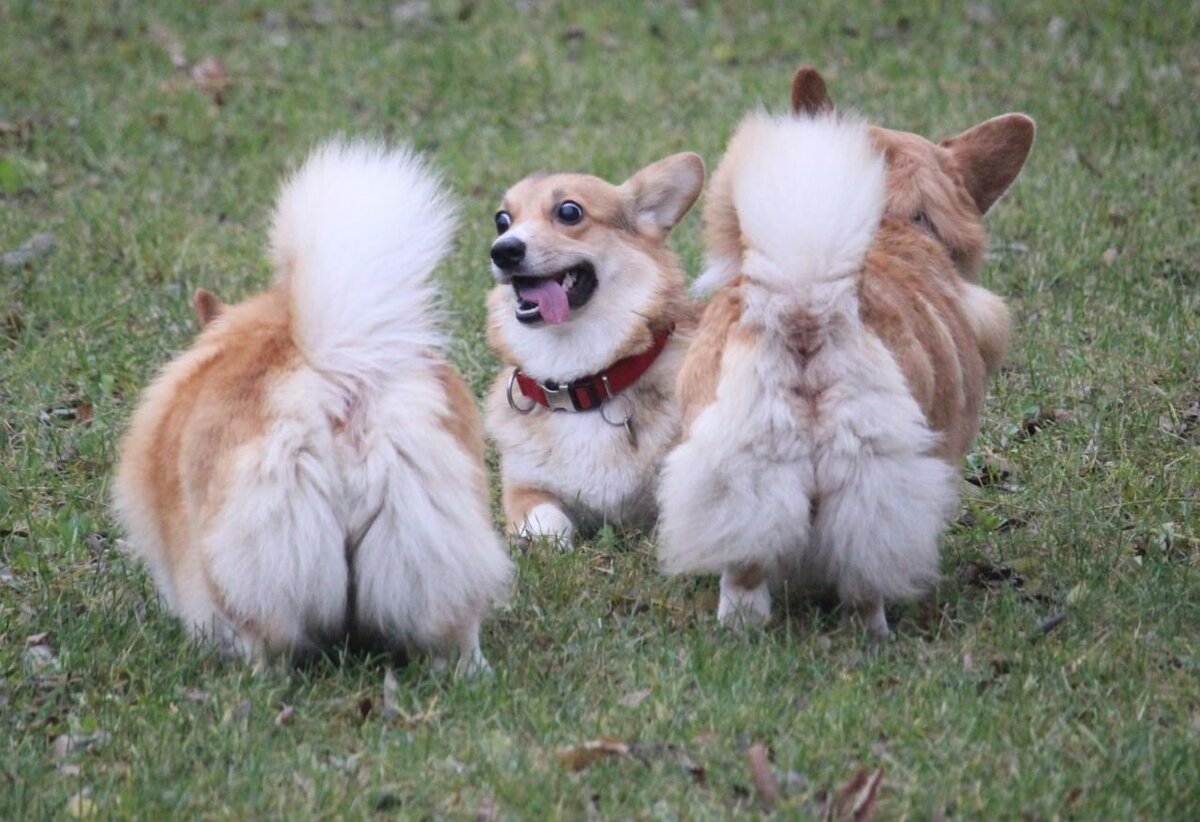 Хантер с друзьями на прогулке