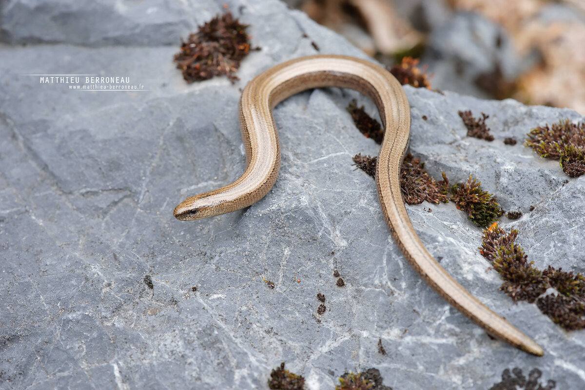 МЕДЯНКА (Coronella austriaca) - Фауна Беларуси