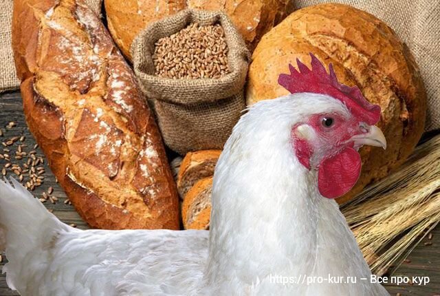 Можно кормить кур хлебом. Курица в хлебе. Хлеб для курей. Хлеб для курей несушек. Курочка с хлебом.