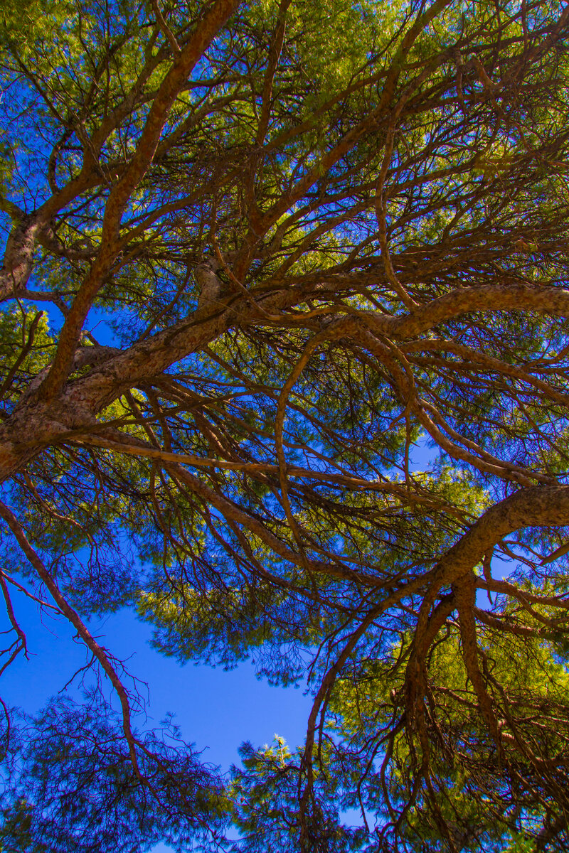 витиеватые ветви сосны Сабина