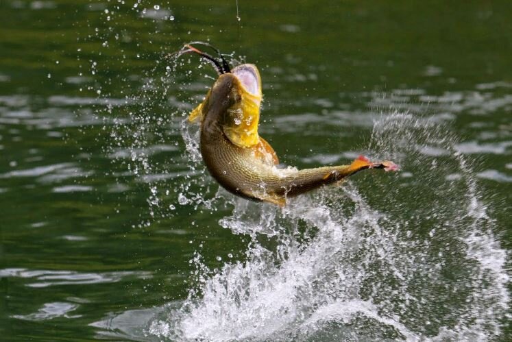 Из открытых источников