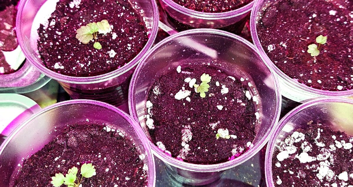 Рассада земляники "Флориан F1". Посеяна 6.01.2022г. Стоит под фитолампами с первых дней. Листаем--->