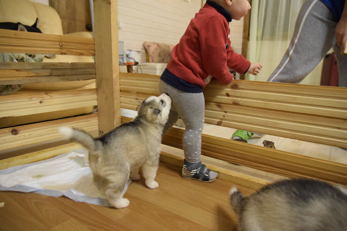 Памперст с вкусняшкой детектед.