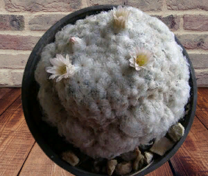 Пушистик явно не ассоциируется с кактусом