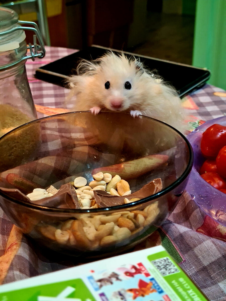 Лапуля