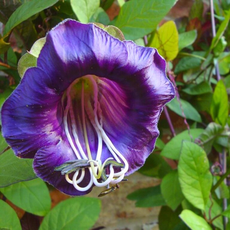 кобея лазающая выращивание из семян