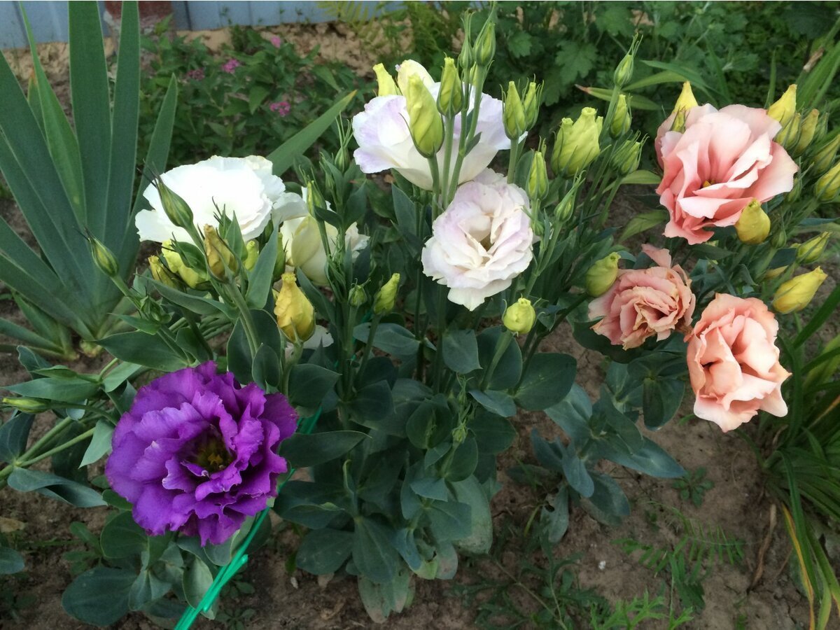 Взято из интернет источника