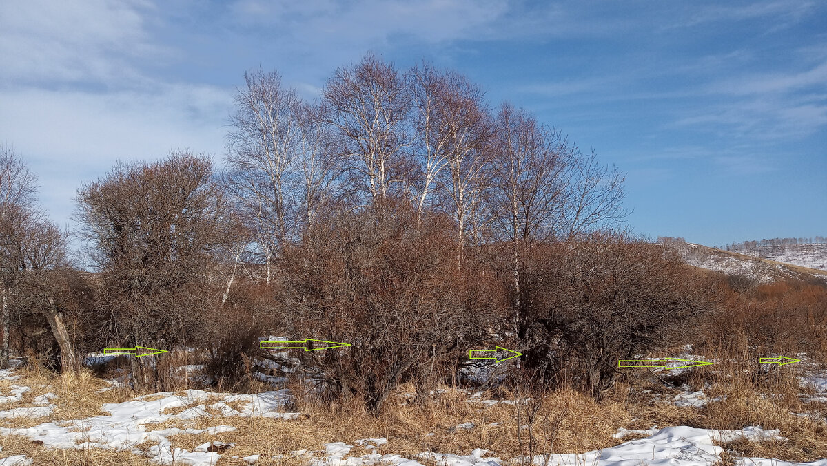 Речка за березняком бежит, стрелками помечено русло