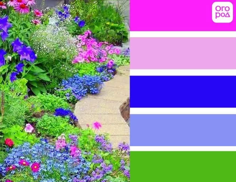 Сочетание цвета на клумбе с другими. Сочетание цветов на клумбе. Сочетание цветов в саду. Сочетание цветов в цветнике. Сочетание цветовой гаммы на клумбе.