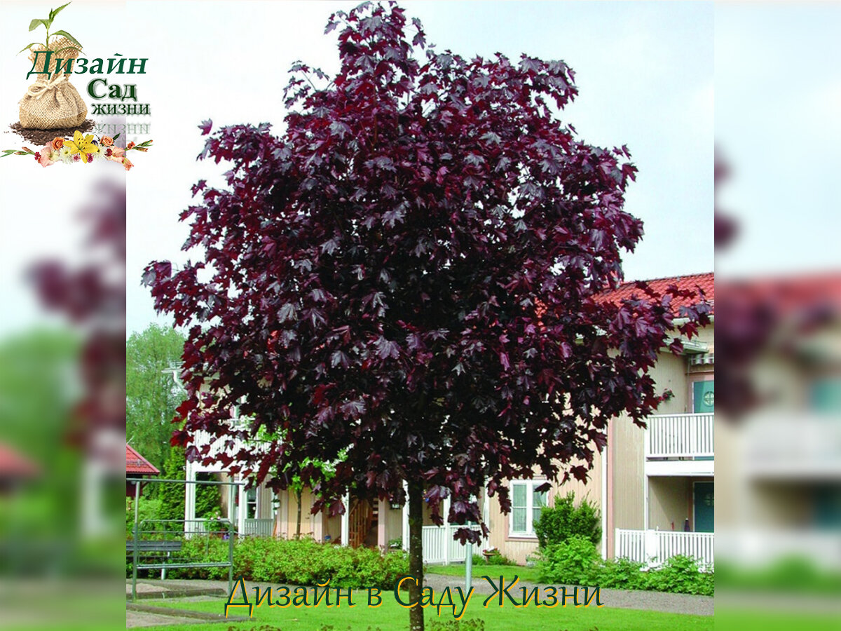 Клен остролистный Royal Red