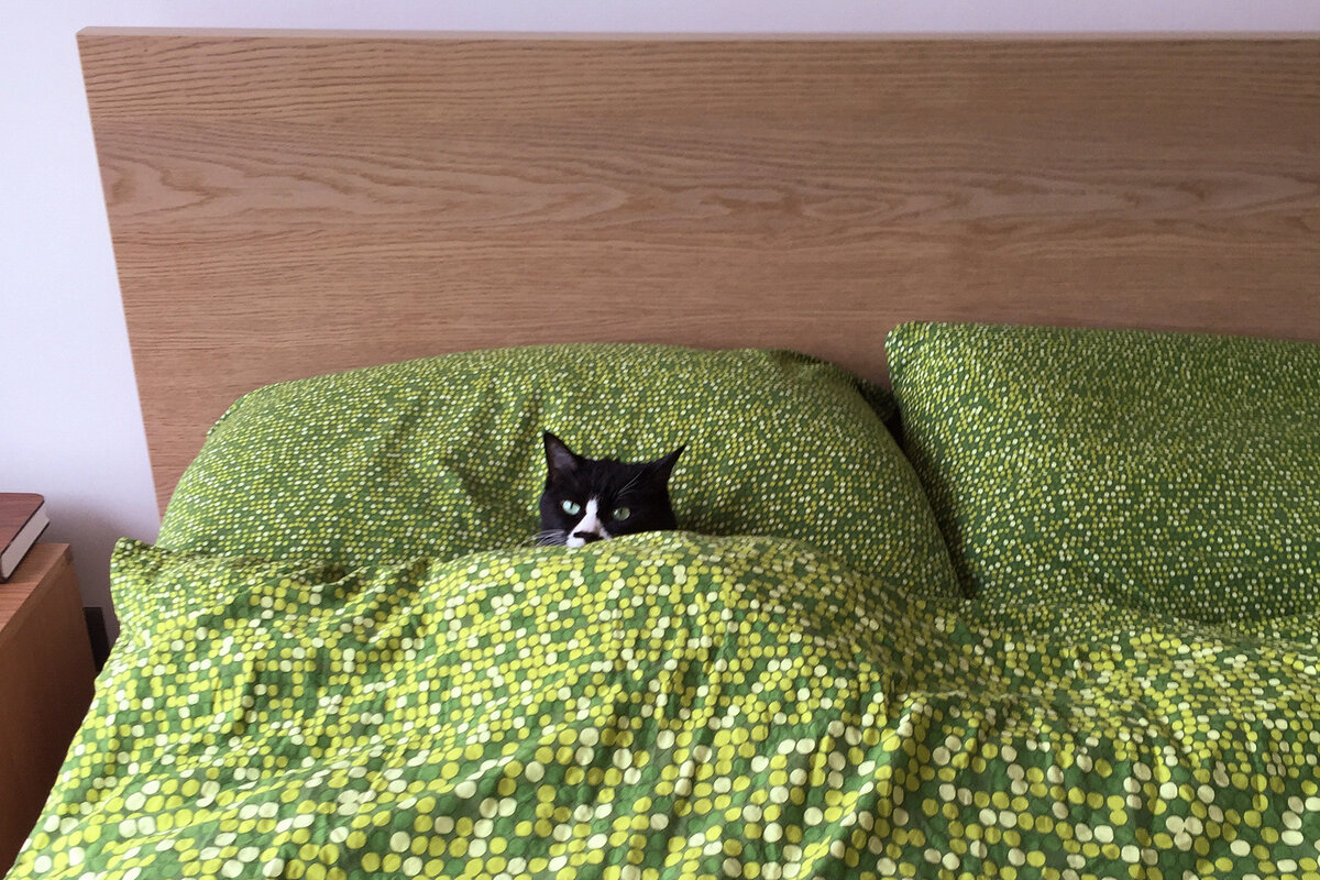 По каким же причинам кошки укладываются рядом с людьми?