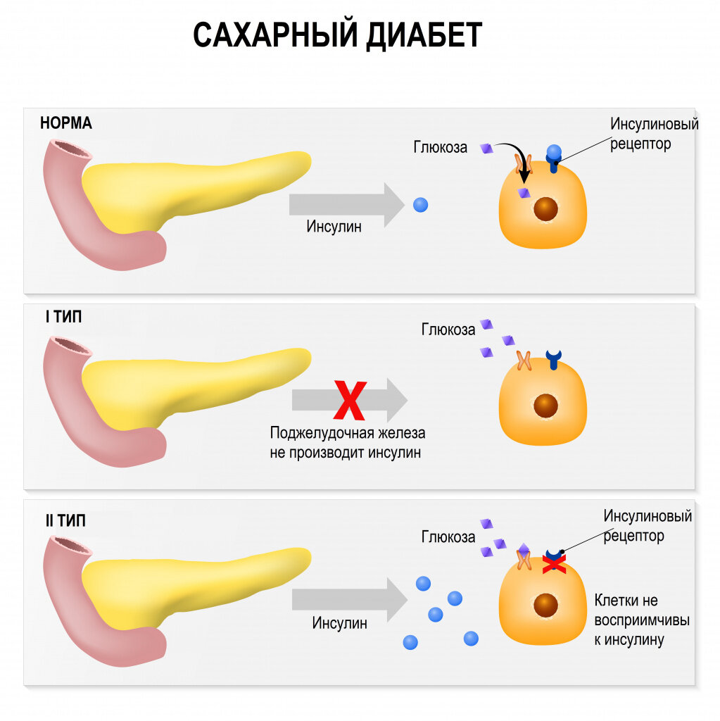 Лечебные свойства калины для организма человека