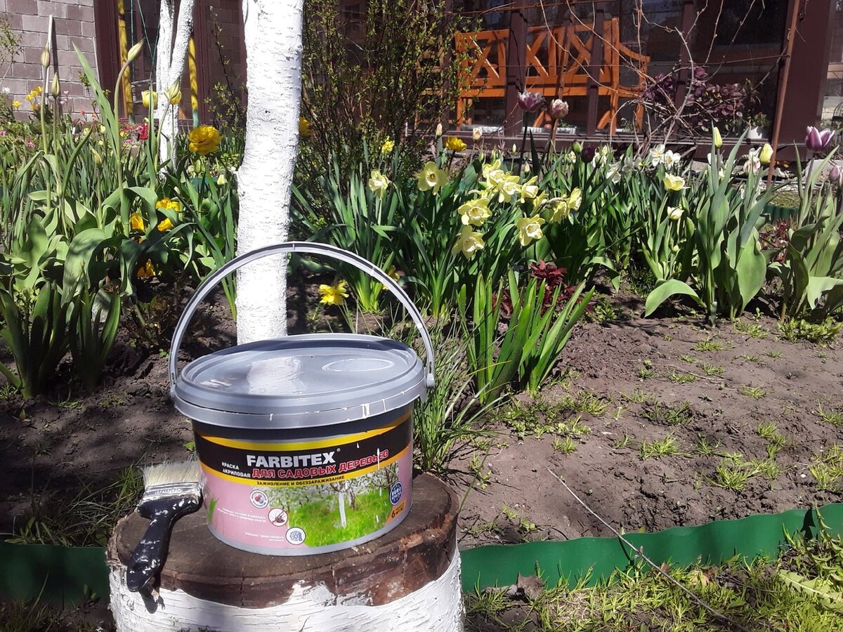 Такой банки хватает на обе побелки - на весеннюю и осеннюю