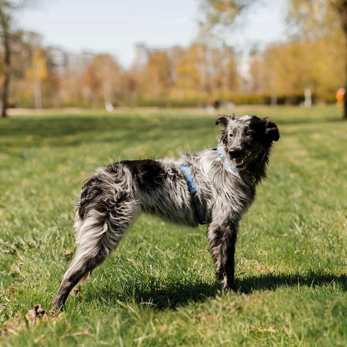 Шерсть её фишка