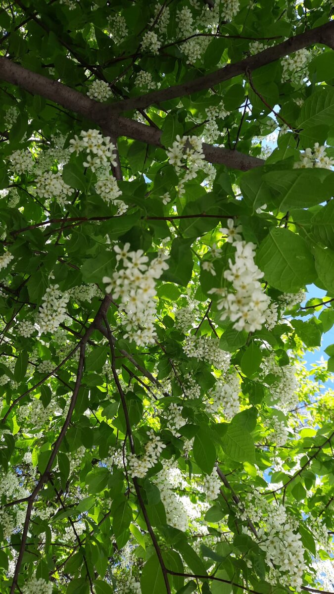 Черемуха у моего подъезда такая низкая, или я такая высокая. Но я в нее просто зарываюсь головой.
